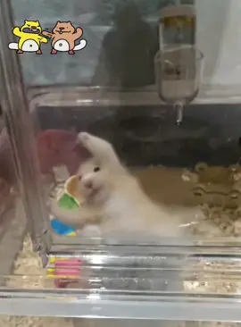 Kung Fu Mice #fyp #Kungfu #FunnyAnimals #funnyvideos #Animals 