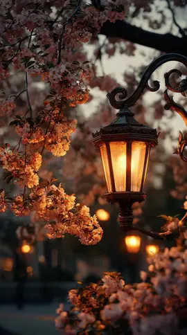 Just a beautiful street lamp #Background #LiveWallpaper #Aesthetic #Nostalgia #freebieclip