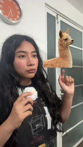 #llama #alpaca #diferencias #fyp✨ #fyp💕 