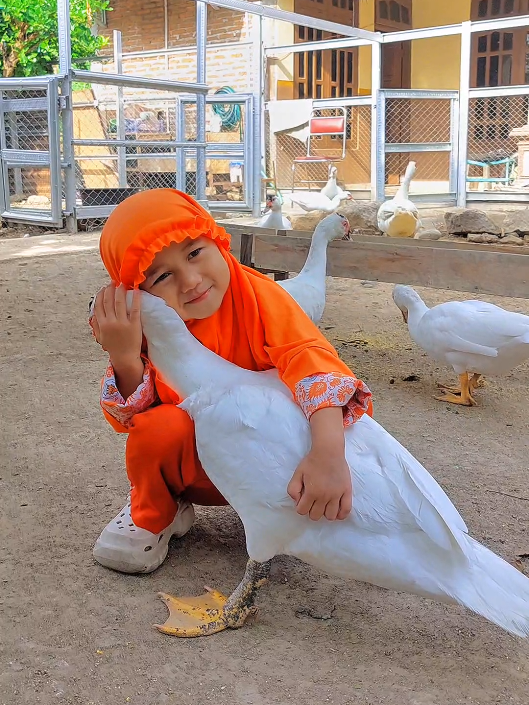 Pamitin dulu sebelum berangkat sekolah 😁😍 #entokjumbo #dekhavva #entog #ternak #peternakmuda 