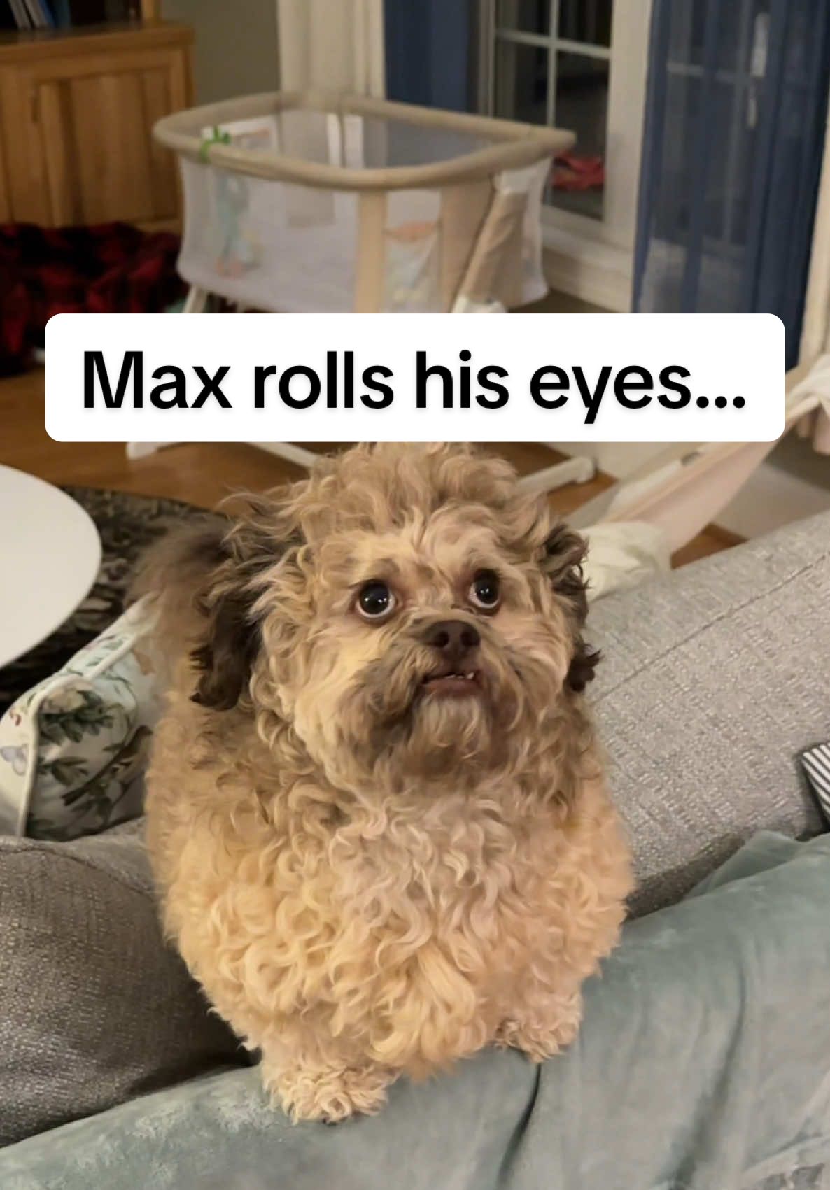 literally taking our dog on a vacation and this is his reaction… 