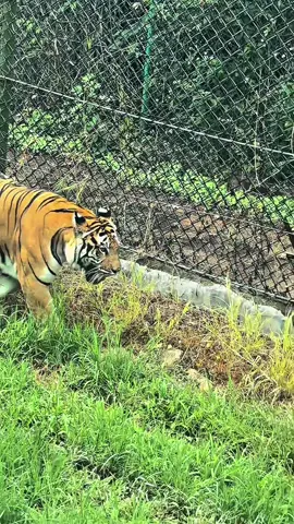 #CapCut #taiwan #xyzbca #fyp #kediri24jam 