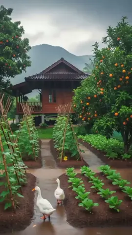 Hujan Suasana pedesaan  #hujan #rain #rainday #suarahujan #hujan🌧️ 