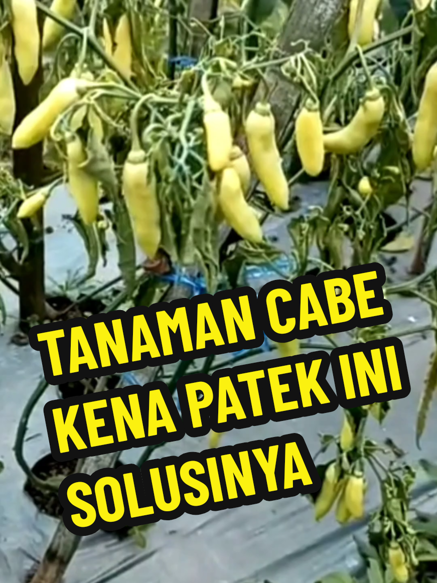 cara mengatasi tanaman cabe terkana hama tanaman patek ,antarnoksa #cabe #hamapatek #hama #caberawit #cabekeriting 