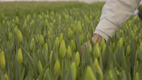 Mùa hoa tulip đang đến rất gần 🌷#tulip #goldenpeaks #harmlessNight #fyp