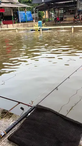 Masih dengan media umpan milor, Galapungan 🎣.                   #utunmancing #fypシ゚ #hobimancing #mancingmania #fyppppppppppppppppppppppp 