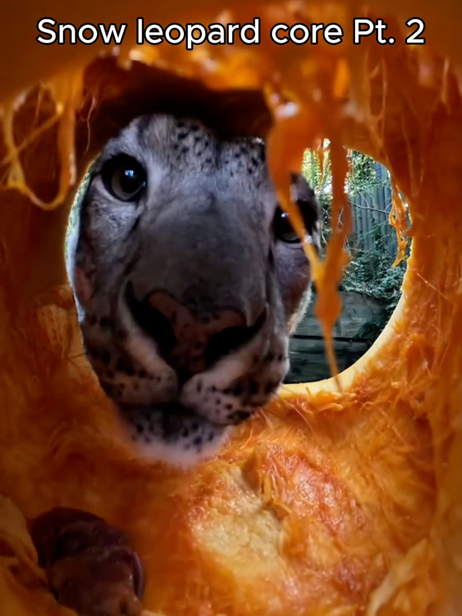 Snow leopard core Pt. 2 🐆 | #snowleopard #snowleopards #snowleopardsoftiktok #snowleopardcore #core #animalcore #cuteanimals #funnyanimals #fyp #animalcorecreator