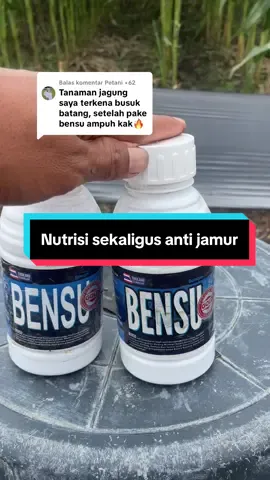 Membalas @Petani +62 bensu memang produk andalan untuk  nutrisi sekaligus anti jamur ya sobat tani #petanijagung #petanimuda #petaniindonesia🇮🇩🇮🇩🇮🇩🌿🌿 