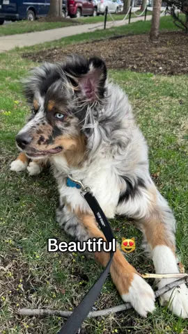 BLUECHEETOO 🩵 #dogsoftiktok #australianshepherd #blueviera #dogsofttiktok 