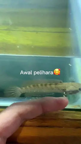 Chiro Jadi kek bocil epep gabisa diem njir#CapCut #channabluepulchra #bluepulchra #channa #channaindonesia 