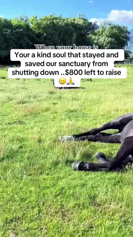 Your a kind soul that stayed and saved our sanctuary from shutting down ..$800 left to raise 🥲🙏#fyp #horse #viraltiktok #goviral #help 