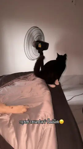 #เทรนด์วันนี้ #แจ็คแฟมิลี่ #ฟีดดดシ #แมวตลก #แมวกุยช่าย 