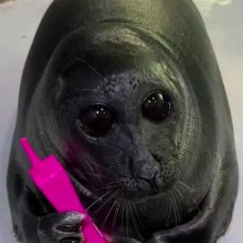 NOOOO #fyp #viral #baikalseal #seal 