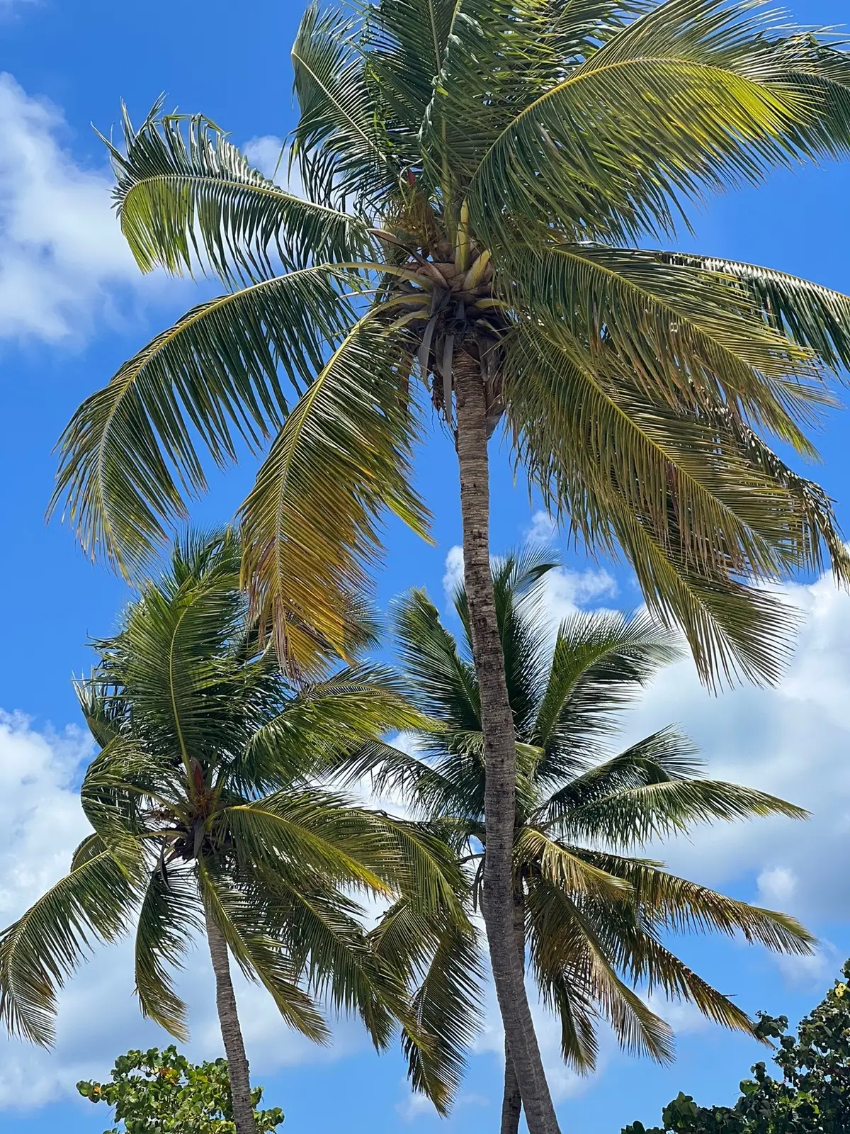 Show me your cruise photos! #cruisetok #cruiseaddict #carnivalcruise #royalcaribbean #traveltiktok 