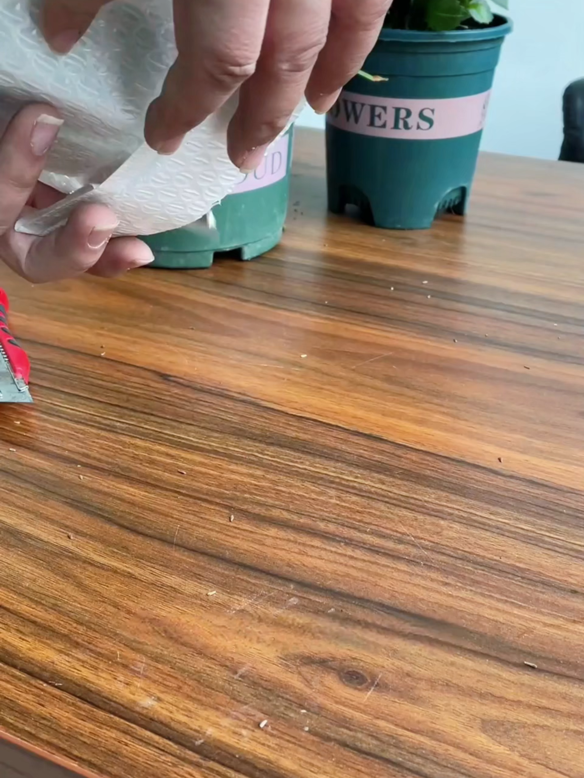 【Siapa lagi sembur ubat nyamuk?】Orang bijak dah lama tukar tanam bunga chrysanthemum, semula jadi lagi senang jaga! #MusimPanasTakPerluSemburUbatNyamuk#RumahAdaAnakWajibTanam#BungaHalauNyamukSemulaJadi#BalkoniKebunSesuaiTanam#BungaCantikNyamukTakBerani