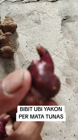 Bibit ubi yakon bertunas #murah #umbi  #ubi  #bibitubiyakon #ubiyakon 