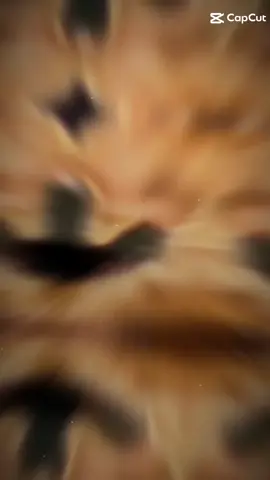 bá v #7C #thcsquatlam #trend #xuhuong #cute 