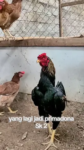pertumbuhan cepat tinggi ganteng 😅 tur galak #sk2  #sengkuni  #ayam 