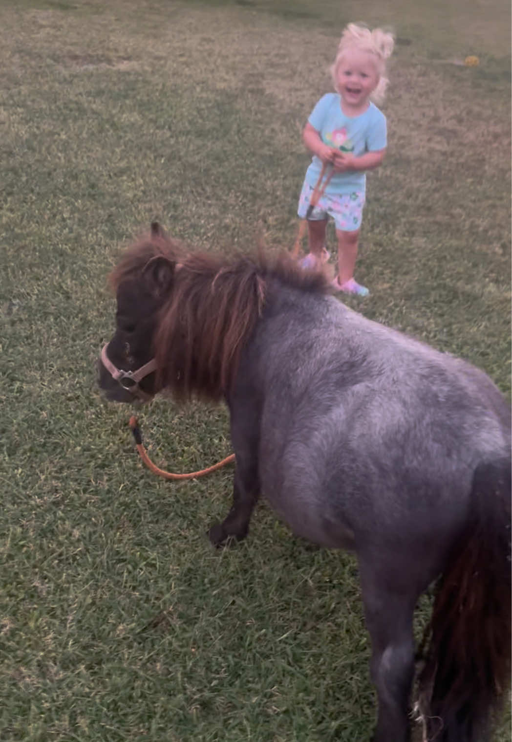 I mean we have fun, what can I say? #horses #ponies #lifeisshorthavefun #laughingistherapy 