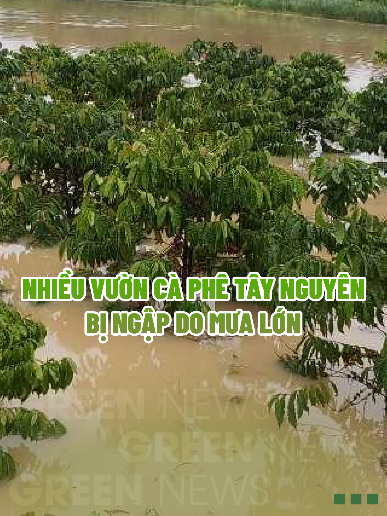 Nhiều vườn cà phê Tây Nguyên bị ngập do mưa lớn #green #greennew #nongnghiepbenvung #nongnghiephiendai #thongtinnongnghiep #meohaynongnghiep #nongnghiepthongminh #vietnam #caphe #taynguyen #baolu #ngapung