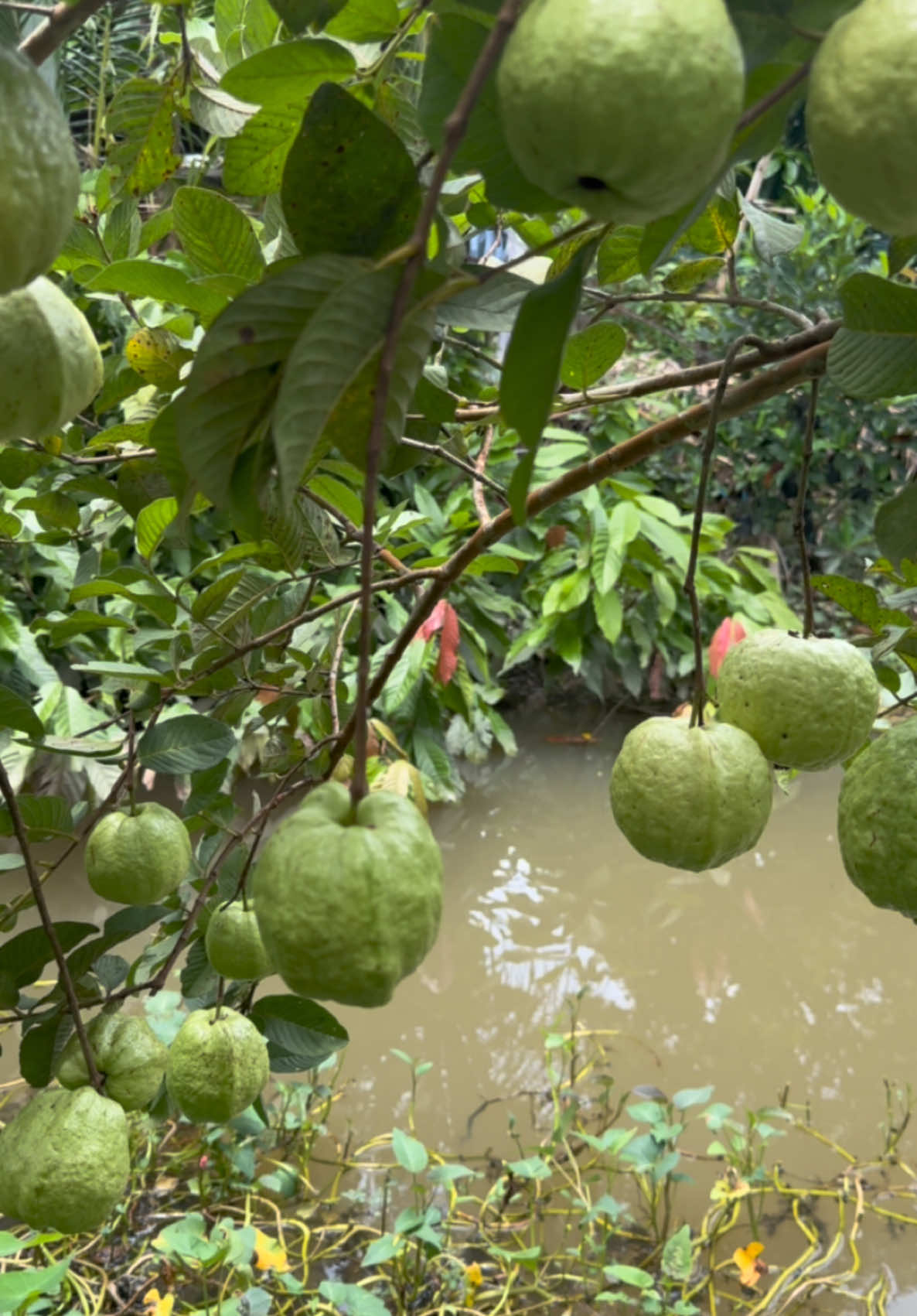 Ổi nữ hoàng 😋😋😋#anhnongdan #71bentre_xinchao🌴 #mientayquetoi🌴🌴🌴🌴🌴 