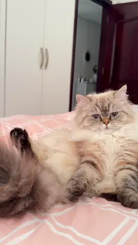 Good morning ❤️  #luna #explore #السعودية🇸🇦 #الجزائر_تونس_المغرب #uae🇦🇪 