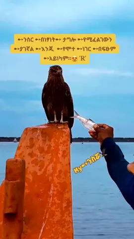 #በራሷ_አለም_ኗሪ🤗 #ንስርየአእዋፎችንጉስ #🦅🦅🦅 #ሀበሻ🇪🇹🇪🇹🇪🇹tiktok #fiypシviral #tiktok #😘😘😘😘 #✍️❤️🔁🙏🙏🙏 #ፍቅር➻ብቻ🖇ፍቅር➻ብቻ❤🥀🔐 