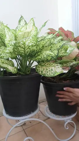 วางกระถางต้นไม้ ที่วางกระถางดอกไม้ สไตล์ยุโรป วัสดุโลหะเหล็กดัด แบบ 2 ชั้น ฉลุลายดอกไม้ #ชั้นวางกระถางต้นไม้น่ารักๆ #ชั้นวางกระถางต้นไม้ #ที่วางกระถางต้นไม้  @นิตตา ช็อป @นิตตา ช็อป @นิตตา ช็อป 