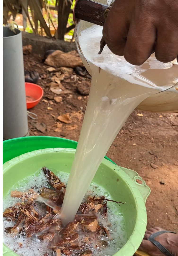 sueger kii #fyp #toaktuban 