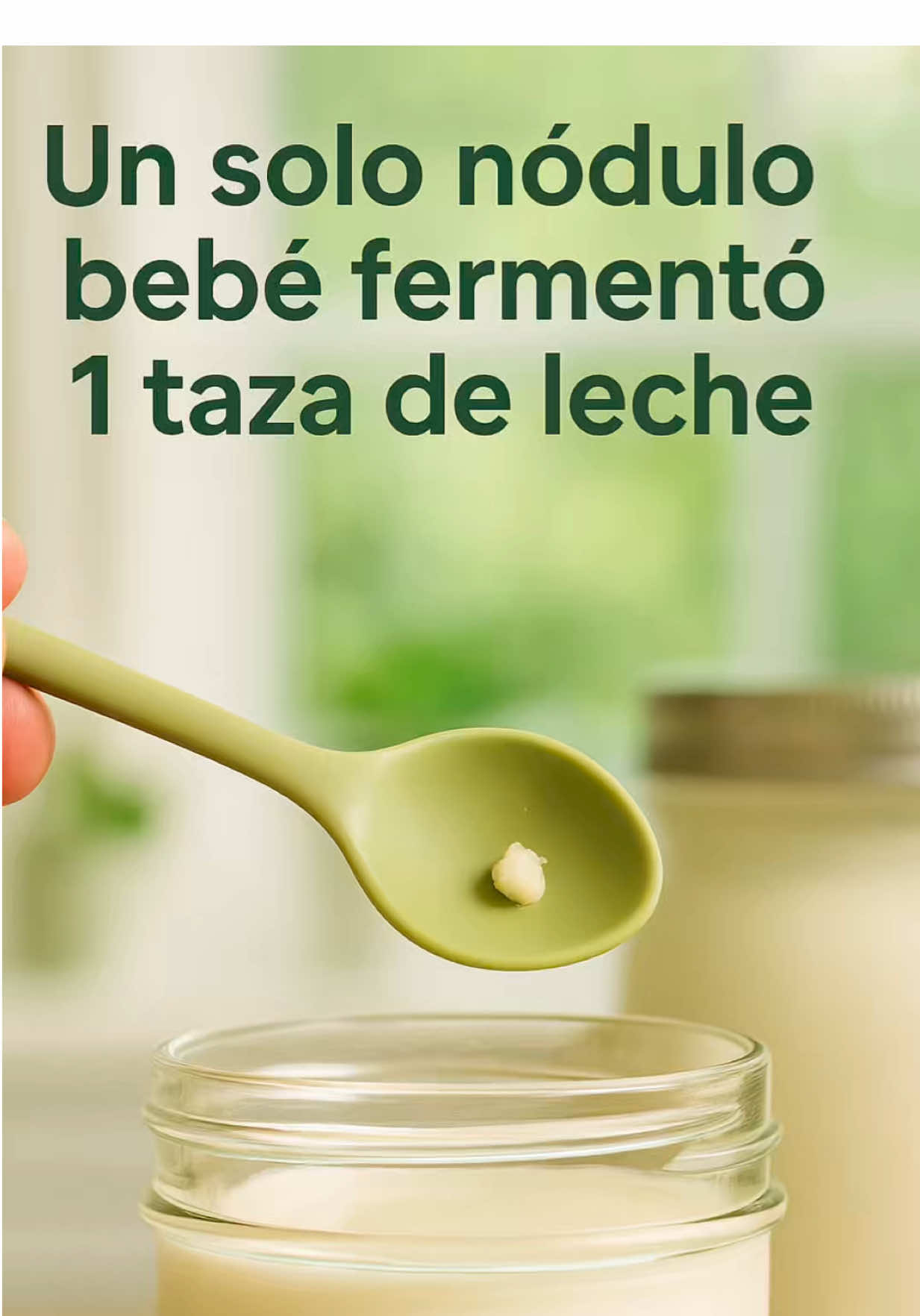 Un solo búlgaro bebé 👶 puede fermentar una taza de leche y dar kéfir cremoso. Esto nos enseña que no importa tener muchos, lo importante es cuidarlos bien. Mejor pocos búlgaros fuertes y sanos que muchos olvidados. El kéfir es una comunidad viva de bacterias y levaduras que trabajan en simbiosis. Hasta el grano más pequeño está lleno de vida y puede transformar la leche en una bebida probiótica. #Kéfir #bulgarosdeleche #probioticos #microbiotaintestinal #saludybienestar 