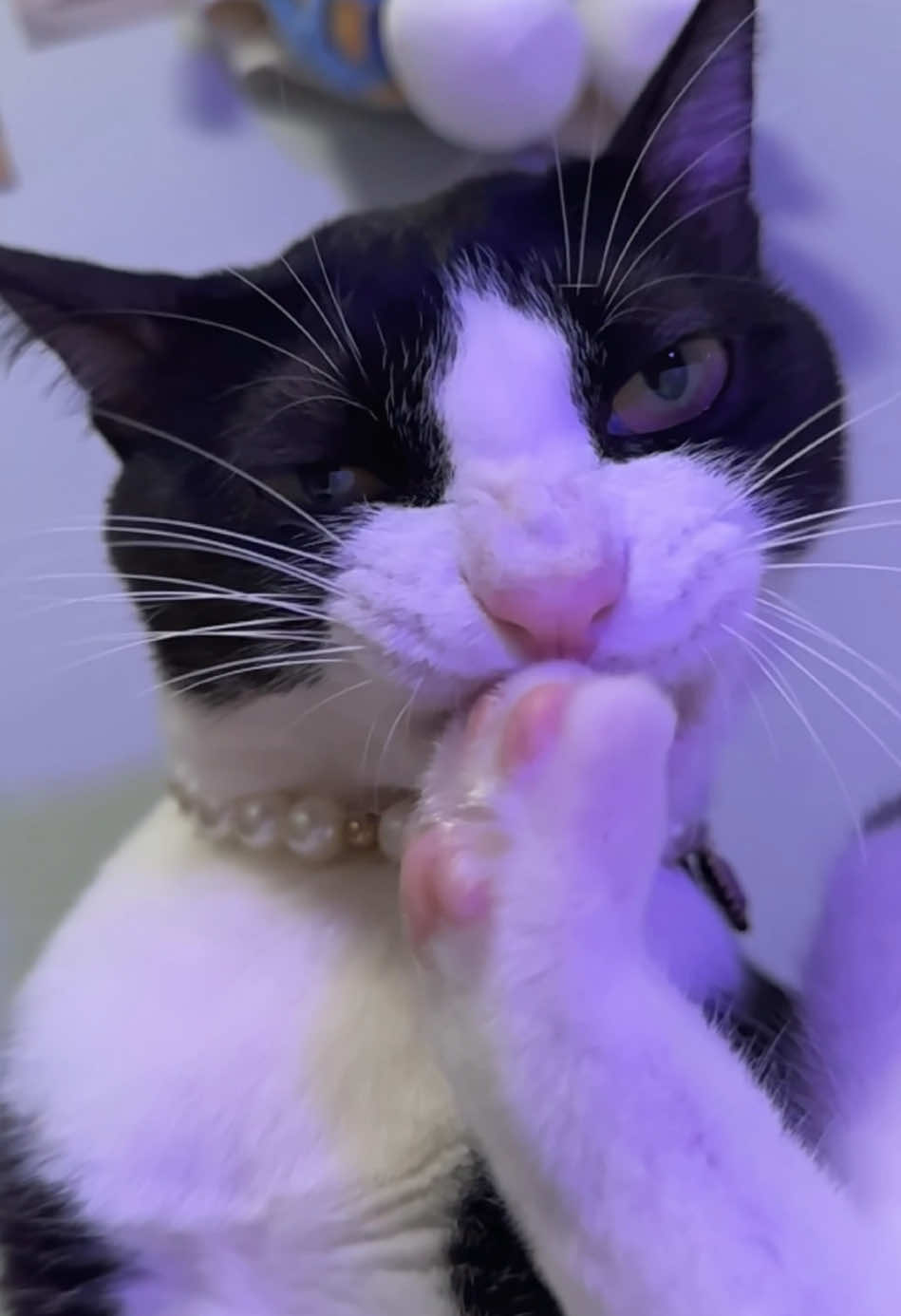 my baby #fyp#LickingCat#lickingcat#pettok#FunnyPet#cuteanimalsoftiktok#sex #cat #sexyy#cats #catlover