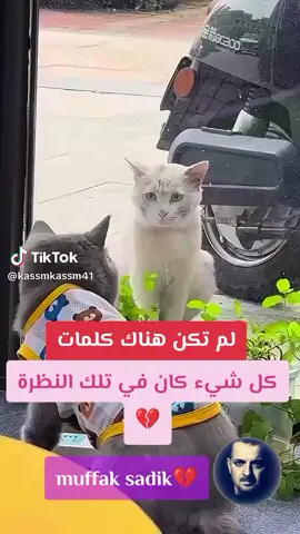 #قطط_لطيفة #قطط #موسيقى #مشاهدات #هاشتاق 