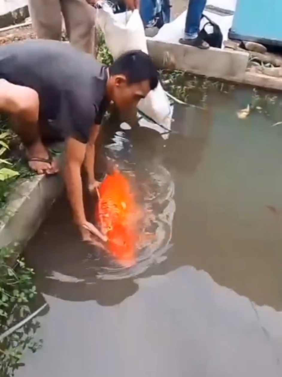 ikan mas besar penghuni rawa#pyf #viraltiktok 