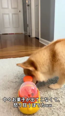 新しいおもちゃを手に入れたぽちた🐶 娘が5回ぐらい教えたら出来るようになったのだが… #ポメコギぽちた #アメリカ駐在犬 #アメリカ生活 #2歳9ヶ月 
