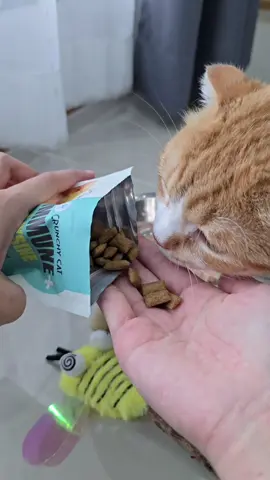 🐱 ขนมแมวที่ทั้งอร่อยและมีประโยชน์ ✨️🐾 #CrunchyCat #ขนมแมว #Cat #gentlepawsth #Gentlepaws 
