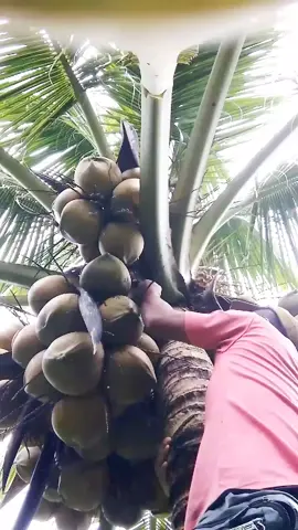 Coconut harvest sep.17#LIVEIncentiveProgram #LIVEStory #PaidPartnership 