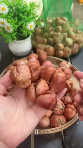 1kg hành khô chính gốc kinh môn hải dương mà giá có 33k #hanhkhokinhmon #hanhkho #muataitiktok 