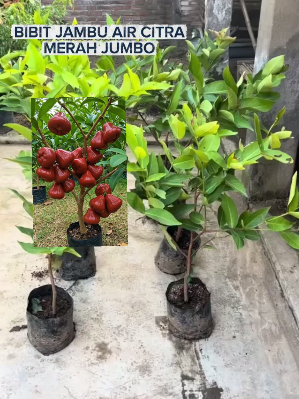 Membalas @mak.yos BIBIT JAMBU AIR CITRA MERAH JUMBO. CEK KERANJANG KUNING DI POJOK KIRI BAWAH 😍😍 #jambuairmerah #jambuair #jambuaircitramerahjumbo #jambucitra #jambuaircitra 
