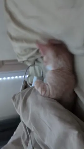 #fyp #cat 
