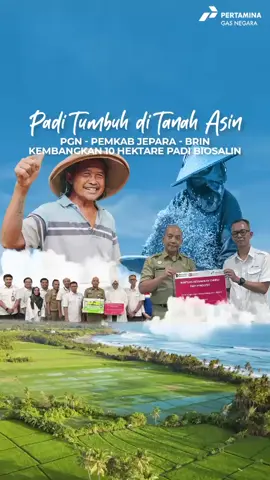 padi tumbuh ditahan asin