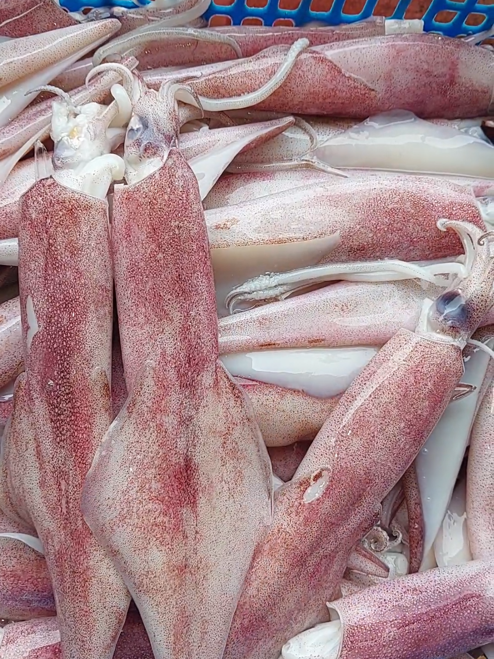 cumi fresh sekilo 6-8ekor #cumi #cumisotong #cumifresh #liveseafood #cumimurah 