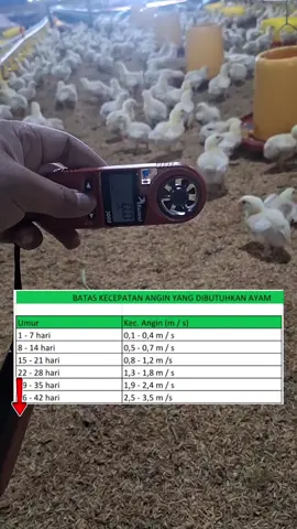 SELALU RUTIN CEK KECEPATAN ANGIN DI DALAM KANDANG  Kecepatan angin yang tepat dapat membantu menjaga suhu, kelembaban dan kualitas udara di dalam kandang. Serta berkontribusi pada produktivitas ayam #peternak #peternakayam #kandangayam #kandangclosehouse #ayambroiler 