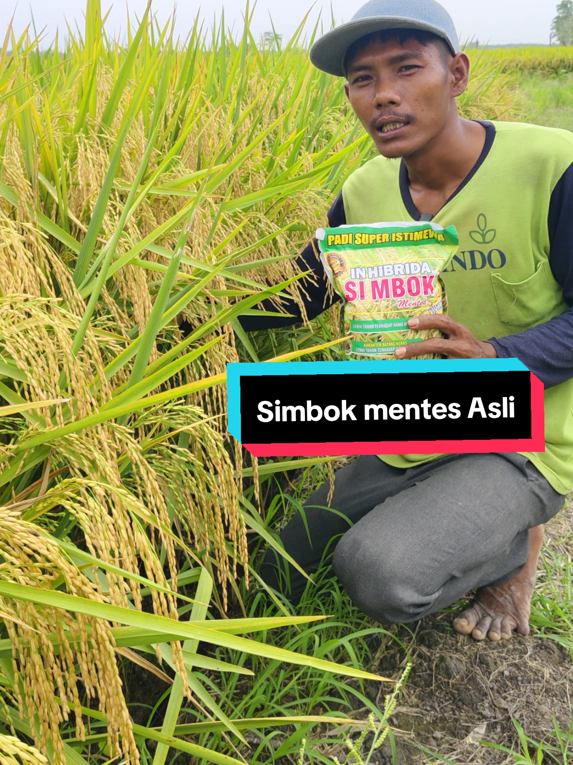 Simbok mentes cocok Lahan di sawah & darat  #benihpadisimbok 