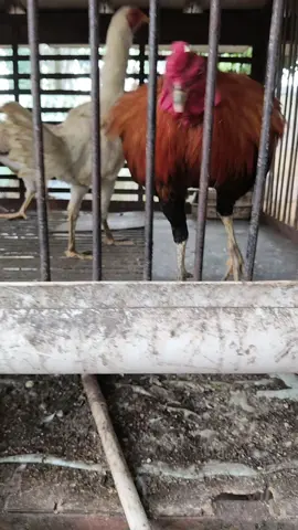 #ayam menunggu hari jelang jadi ayam pinadar kau bro hahaha