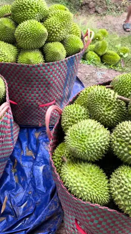 Vườn e cắt hôm qua nay đăng lên cho ace xem vui ạ,e chốt ri6 miền tây full số lượng ạ 0766660989#ri6miềntây #sauriengmientay #saurieng #xuhuong 