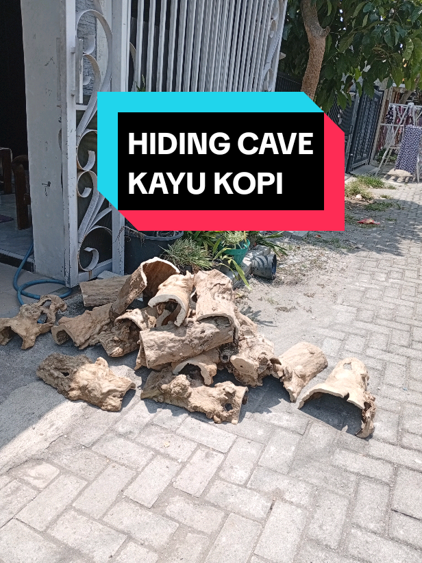 Hiding cave kayu kopi ukuran super jumbo untuk segala hewan #hidingcave #hidingcavekayukopi #goa #reptiles #ReptcageKediri 