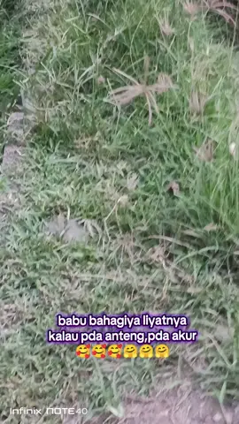 babu udah bahagiya liyatnya jga,shatshat ya abng dede  ☺😍🥰🤗🤗🤗 #kucingkampung #kucingtiktok #catlovet #babycat #fypppppcatcute😺😺😺😺 