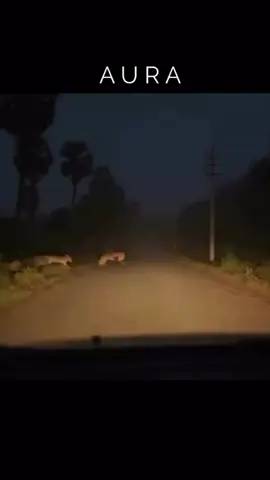 🦁🦁🦁🚘🚘🚘