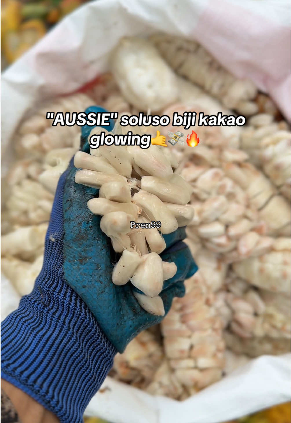 AUSSIE, pupuk anti jamur dan memperbesar buah kakao #hargacoklat🔥 #fypシ゚viral #xybca 