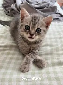 我家宝宝能当童模吗？ #小猫#ai 